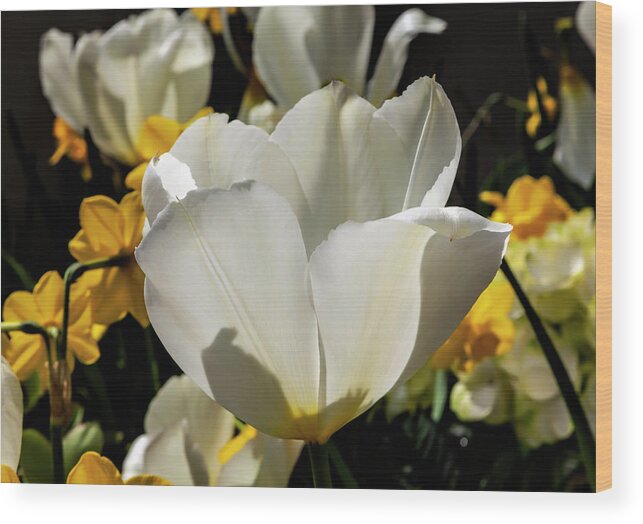 Tulips Wood Print featuring the photograph White Tulip #21 by Robert Ullmann