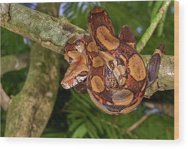 American Fauna Wood Print featuring the photograph Emperor Boa Hanging In A Tree #3 by Ivan Kuzmin
