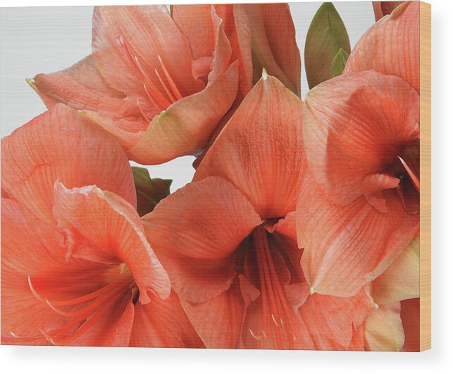 Orange Color Wood Print featuring the photograph A Close-up Of A Bouquet Of Flowers #5 by Nicholas Eveleigh