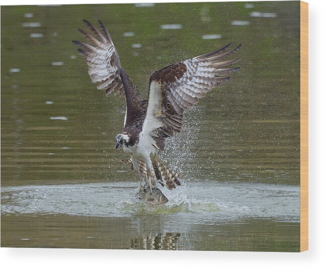 Osprey Wood Print featuring the photograph Ospreys Catch Fish #5 by Johnny Chen