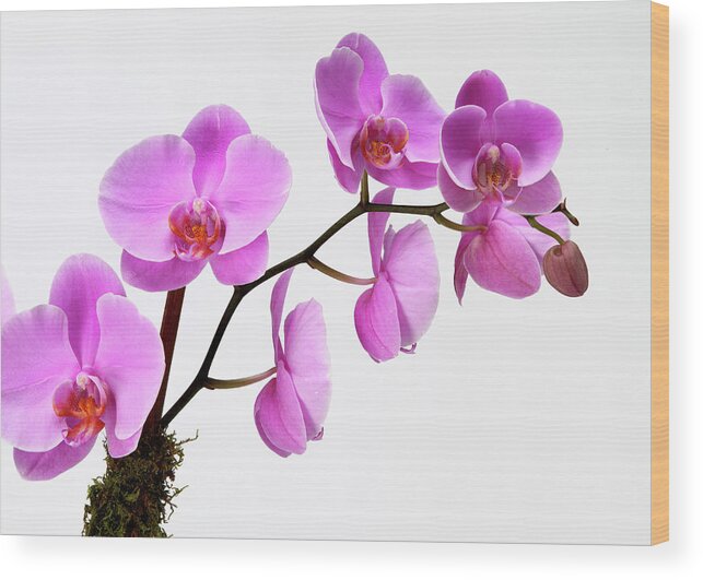 White Background Wood Print featuring the photograph A Close-up Of An Orchid Branch by Nicholas Eveleigh