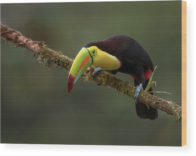 Nature Wood Print featuring the photograph A Curious Keel-billed Toucan by Sheila Xu