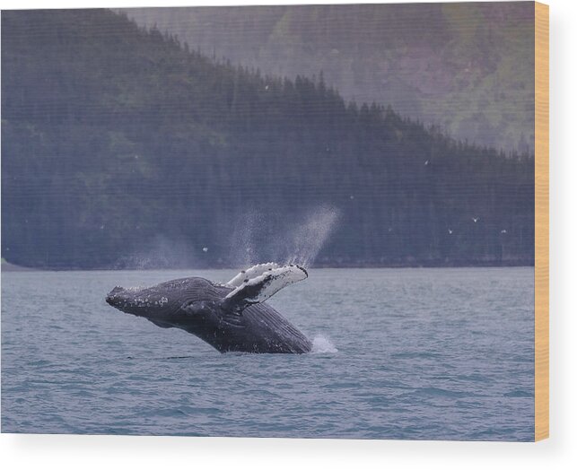 Humpback Whale Wood Print featuring the photograph A Humpback Whale Jump Out Of The Sea In Alaska by Tu Qiang (john) Chen