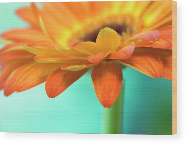 Orange Color Wood Print featuring the photograph A Vibrant Yellow-orange Gerbera Daisy by Shanna Baker