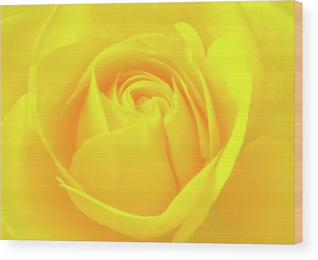 Yellow Wood Print featuring the photograph A Yellow Rose For Joy And Happiness by Johanna Hurmerinta