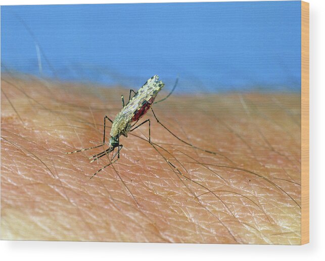 Adult Wood Print featuring the photograph African Malaria Vector Mosquito by Nigel Cattlin