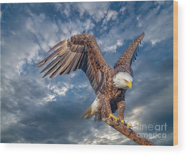 Eagles Wood Print featuring the photograph American Bald Eagle Incoming TWO by DB Hayes