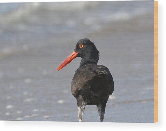 Black Oystercatcher Wood Print featuring the photograph Black Oystercatcher by Fraida Gutovich