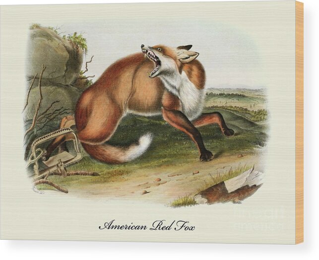 Fox Wood Print featuring the painting An American Red Fox Vintage Print by John James Audubon