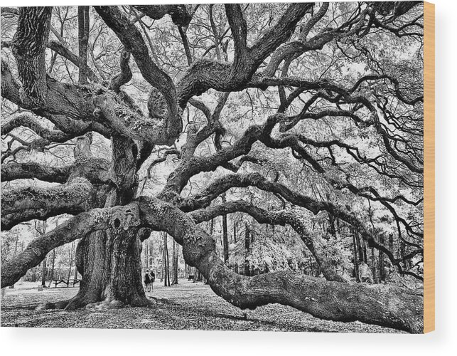 Charleston Wood Print featuring the photograph Angel Oak Tree by Louis Dallara