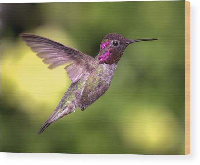 Hummingbird Wood Print featuring the photograph Anna's Hummingbird In Flight by Jeff Schwartz