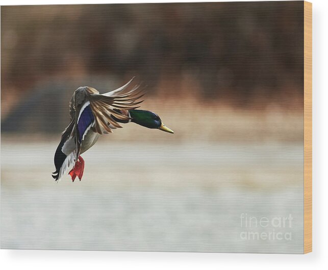 Ducks Wood Print featuring the photograph Approaching by Robert WK Clark