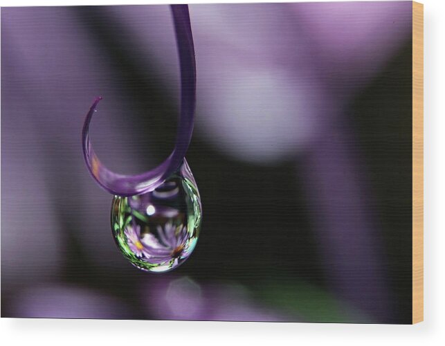 Macro Water Drop Wood Print featuring the photograph Asters by Michelle Wermuth