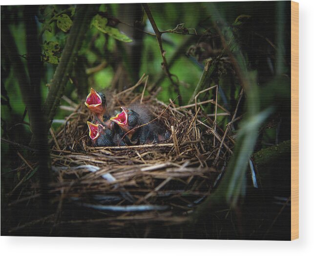 Chrystal Mimbs Wood Print featuring the photograph Baby Birds by Greg and Chrystal Mimbs