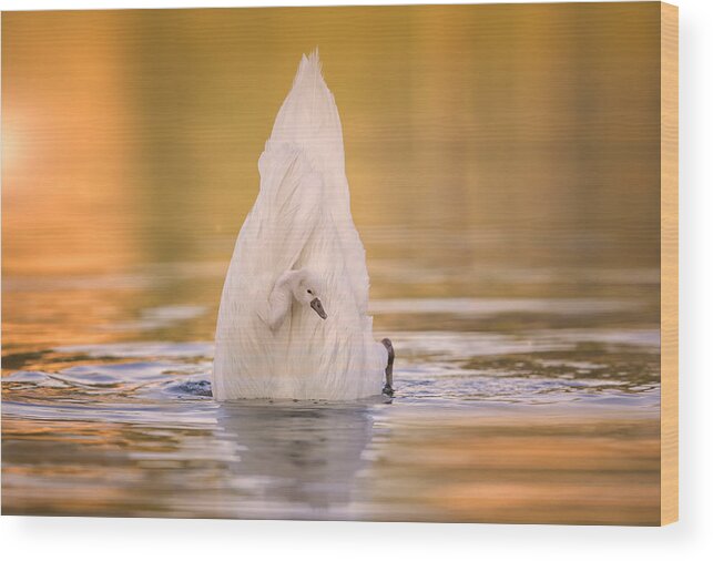 Nature Wood Print featuring the photograph Baby Swan Ready To Jump by Jasmine Suo