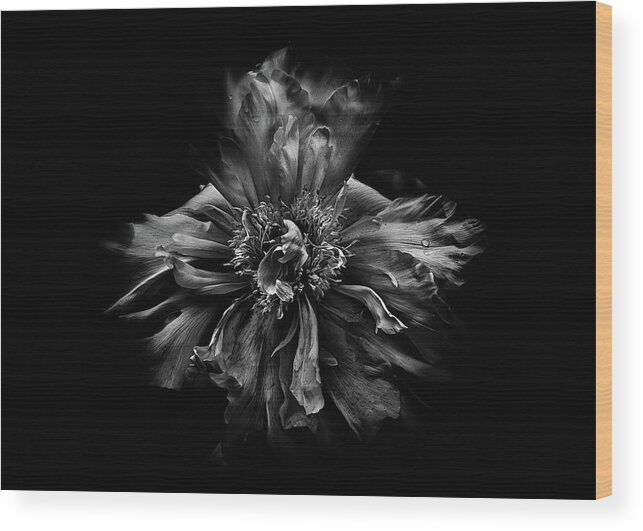Brian Carson Wood Print featuring the photograph Backyard Flowers In Black And White 49 by Brian Carson