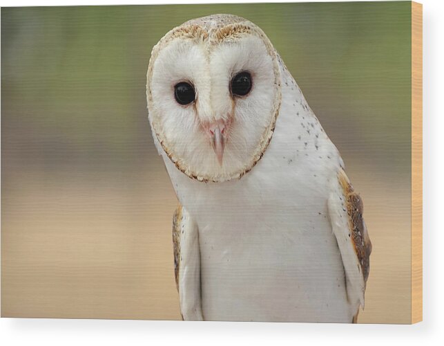 Animal Themes Wood Print featuring the photograph Barn Owl by Julie Fletcher