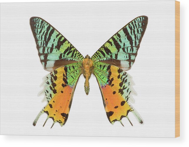 White Background Wood Print featuring the photograph Beautiful Butterfly by Magnetcreative