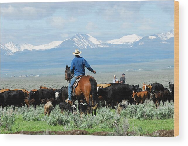 Horse Wood Print featuring the photograph Big Cattle Drive by Cgbaldauf