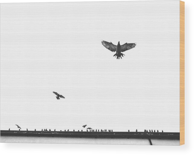 Birds Wood Print featuring the photograph Birds In The City by Alex Ogazzi