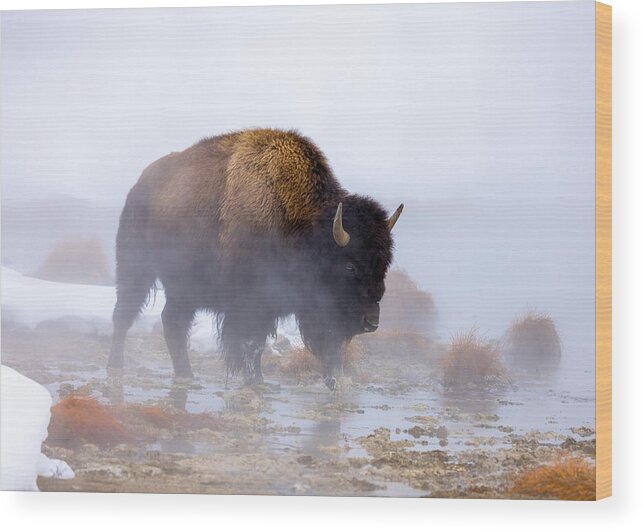 Bison Wood Print featuring the photograph Bison And Mist by Siyu And Wei Photography