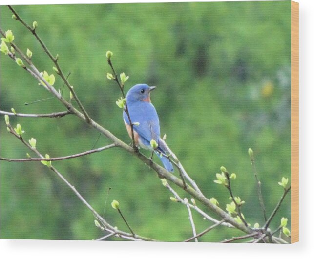 Birds Wood Print featuring the photograph Bluebird Sitting Pretty by Karen Stansberry