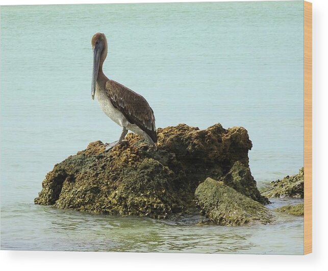 Birds Wood Print featuring the photograph Brown Pelican on the Rocks by Karen Stansberry