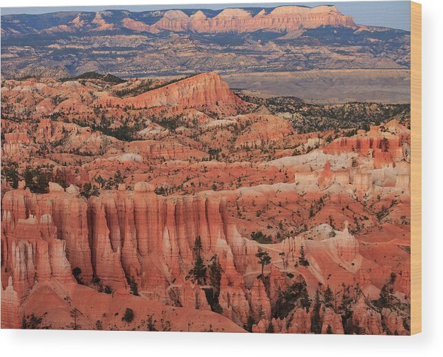 Bryce Canyon Wood Print featuring the photograph Bryce Canyon Evening Light by Jonathan Thompson