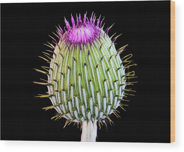 Fort Worth Wood Print featuring the photograph Bull Thistle Bud by Dean Fikar