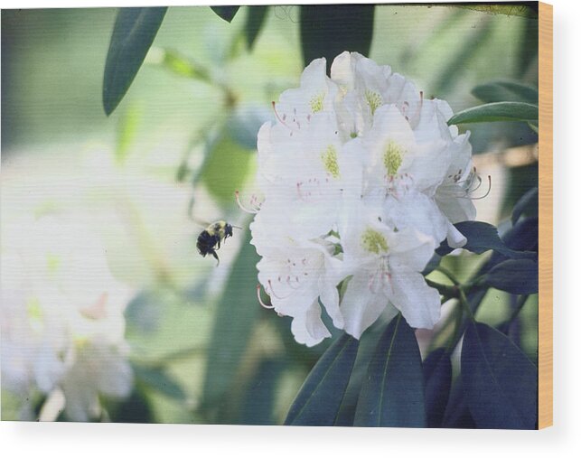 Horticulture Wood Print featuring the photograph Bumblebee Attacking Laurel Blossom by John Dominis
