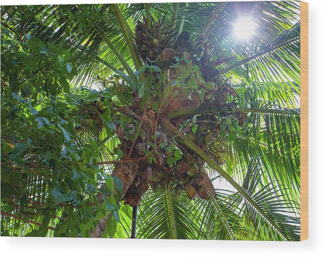 Coconut Wood Print featuring the photograph bunch of Coconuts by Anthony Jones