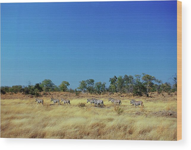 Speed Wood Print featuring the photograph Burchells Zebras, Botswana by Tim Graham