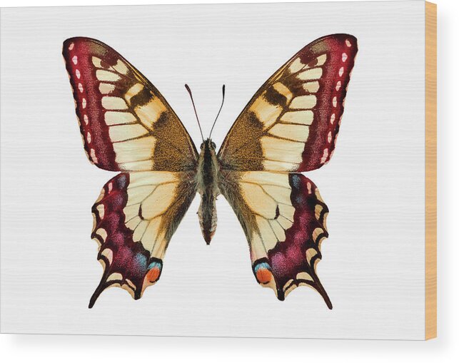 Curve Wood Print featuring the photograph Butterfly by Trout55