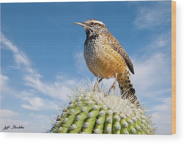 Adult Wood Print featuring the photograph Cactus Wren on a Saguaro Cactus by Jeff Goulden