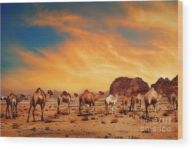 Camel Wood Print featuring the photograph Camels in Wadi Rum by Jelena Jovanovic