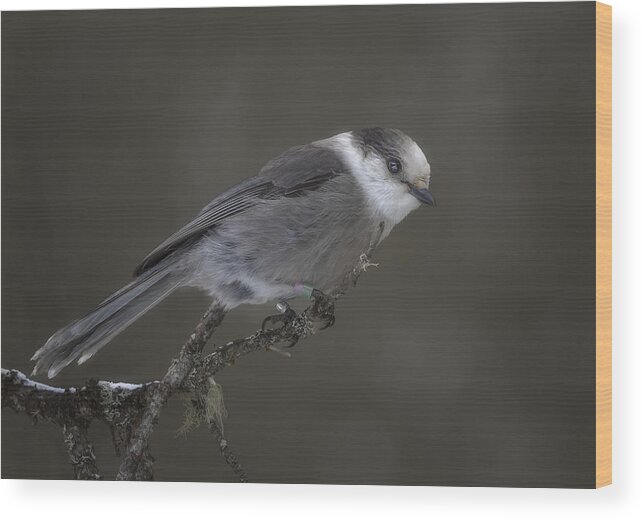 Jay Wood Print featuring the photograph Canada Gray Jay by Molly Fu