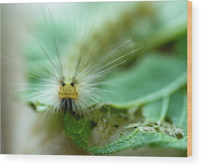 Macro Wood Print featuring the photograph Caterpillar Macro by Cathy Kovarik