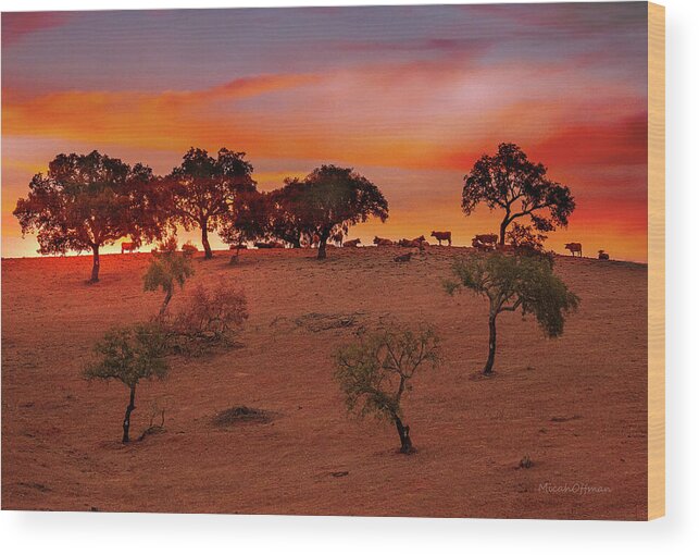 Cattle Wood Print featuring the photograph Cattle at dusk by Micah Offman