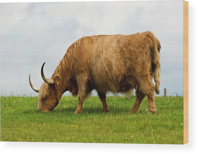 Estock Wood Print featuring the digital art Cattle Grazing by Marco Pavan