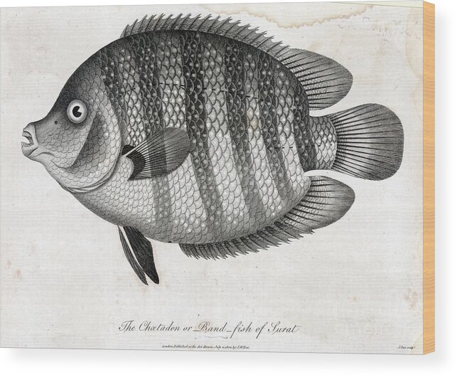 Engraving Wood Print featuring the photograph Chatadon Or Bandfish Engraving by Bettmann