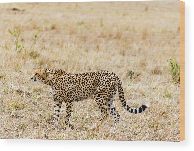 Kenya Wood Print featuring the photograph Cheetah, Acinonyx Jubatus, Masai Mara by Nico Tondini