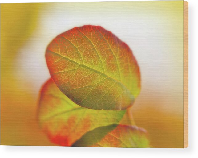 Leaves Wood Print featuring the photograph Cobaea Scandens Leaves In Sunlight by Johanna Hurmerinta