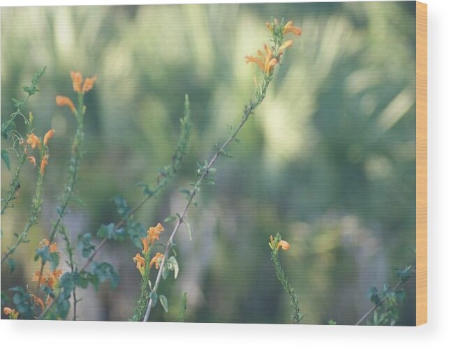 Florida Wood Print featuring the photograph Color in the Swamp by Lindsey Floyd