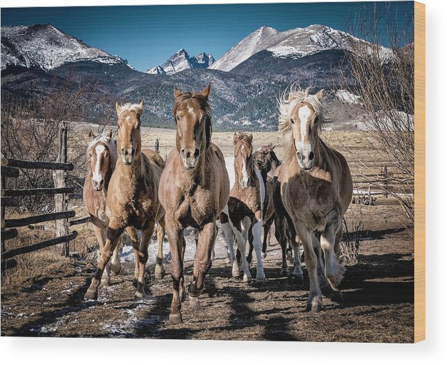 Horses Wood Print featuring the photograph Colorado Horses by David Soldano