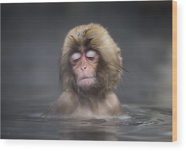 Ape Wood Print featuring the photograph Comfort Zone by C.s. Tjandra