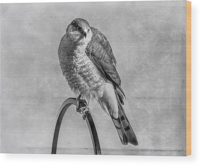 Raptor Wood Print featuring the photograph Coopers Hawk by Cathy Kovarik