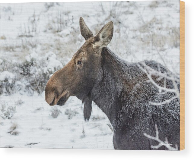 Moose Wood Print featuring the photograph Cow Moose on Frosty Morning by Stephen Johnson