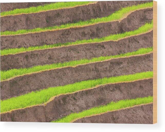 Rice Paddy Wood Print featuring the photograph Cultivated Terraced Fields, Paro by Mint Images/ Art Wolfe