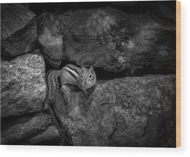 Animal Wood Print featuring the photograph Curious Baby Chipmunk by Bob Orsillo