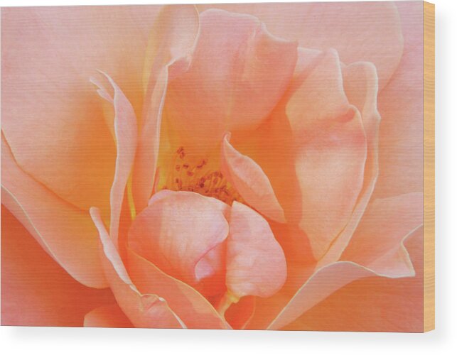 Flowers Wood Print featuring the photograph Dad's Rose by Minnie Gallman